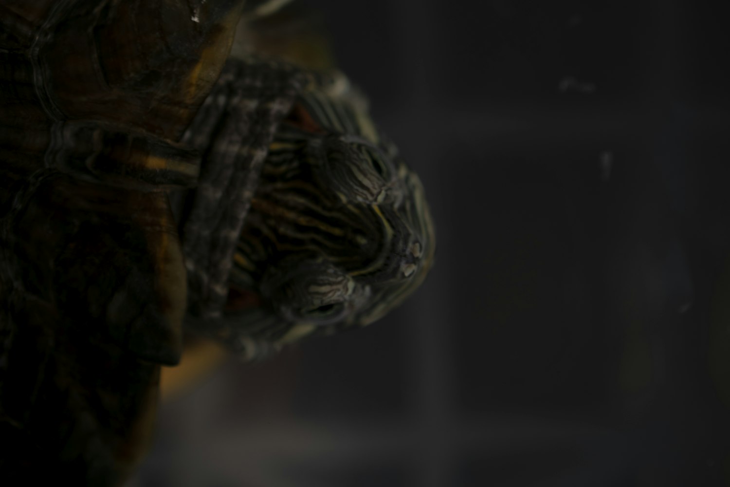 陈孝平院士最新动态,引领医学创新,共铸健康中国梦