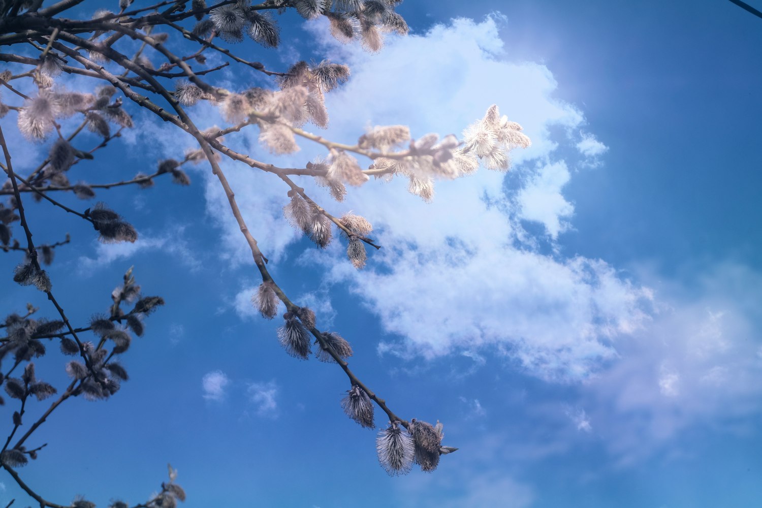 科技与期待的交汇点,苹果最新发布会时间揭晓!