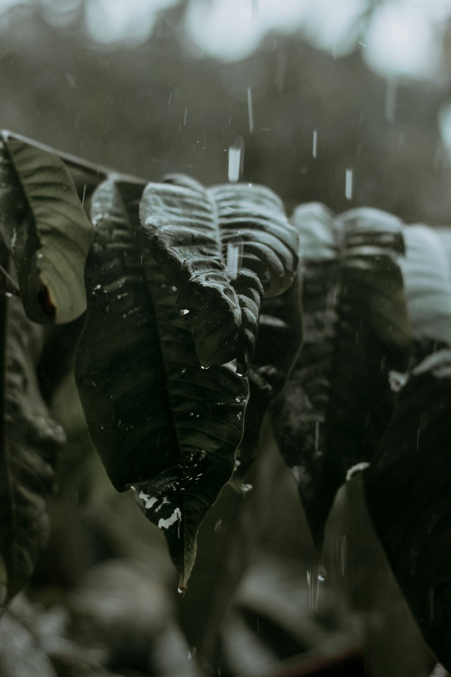 温柔地杀我电影完整版及其深度解析