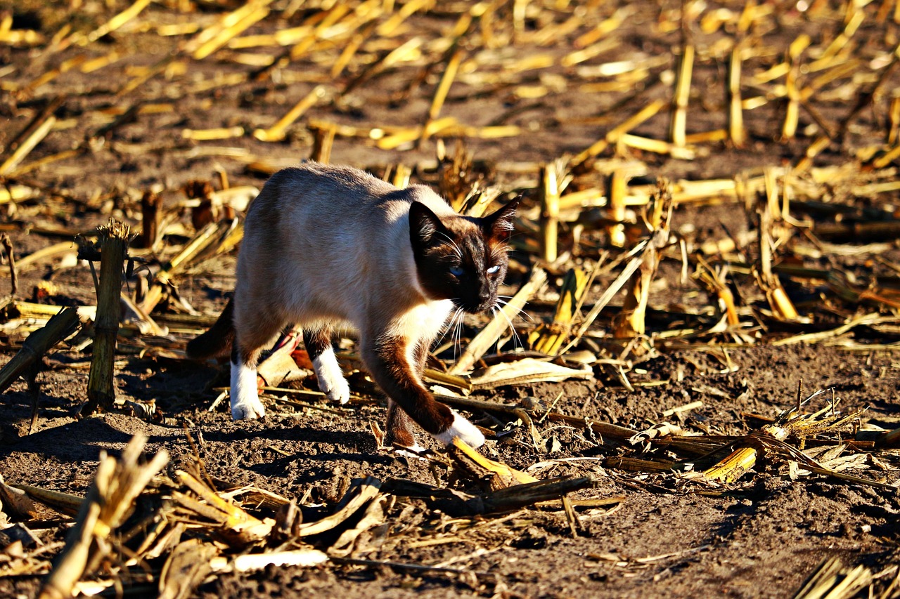 塑料期货实时行情，市场动态、影响因素与交易策略全解析