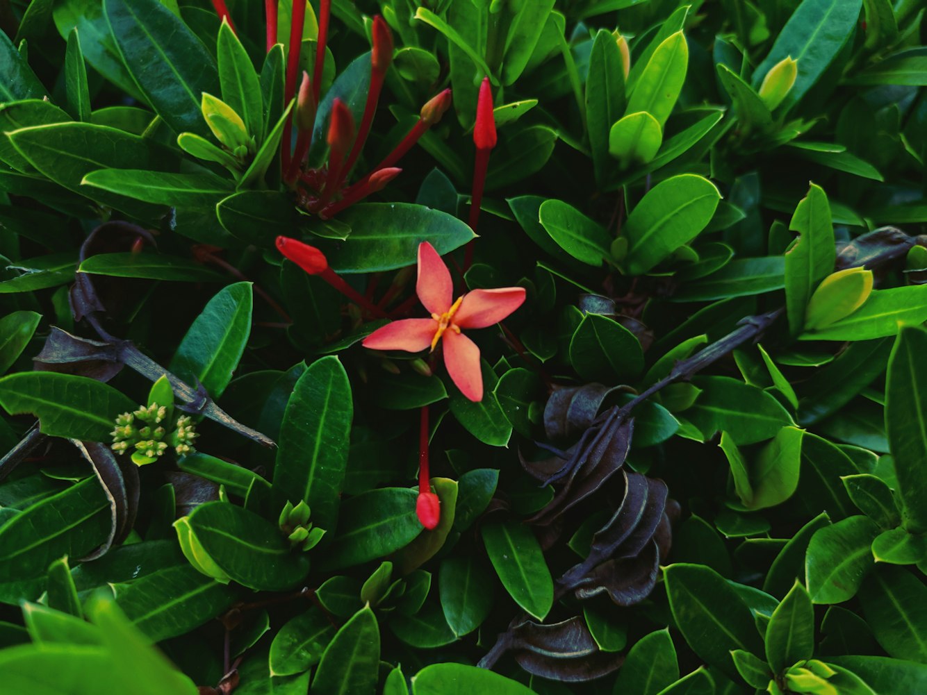 俄美关系微妙变化及全球影响最新动态