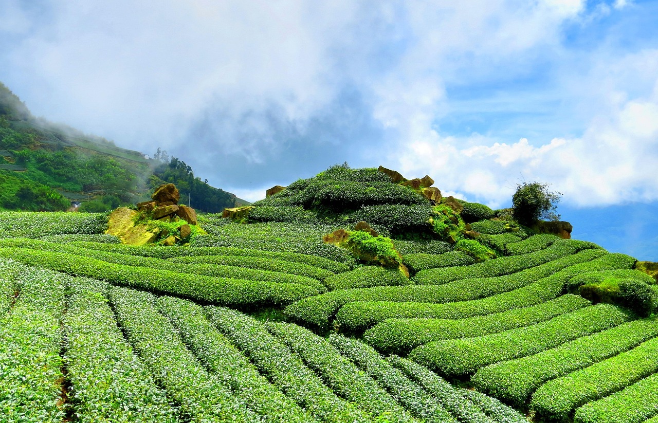 开化龙顶茶价格表揭秘，市场影响力与茶叶品质的综合体现
