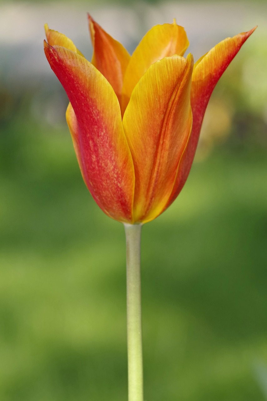 四氯乙烯价格行情走势分析，最新动态与市场预测