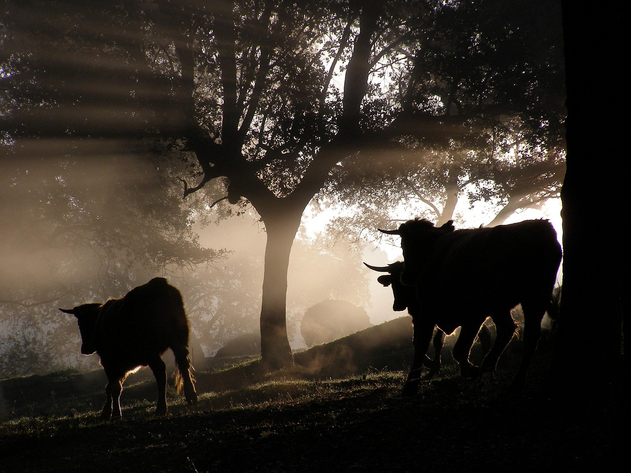 捷克论坛资讯，深度探索捷克最新动态与发展趋势