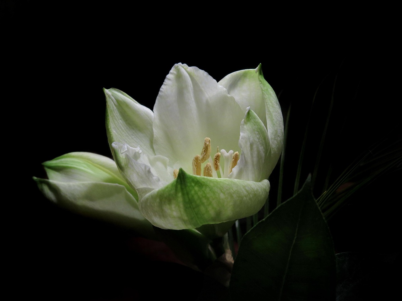 冯莹最新动态，持续闪耀的明星之光璀璨绽放