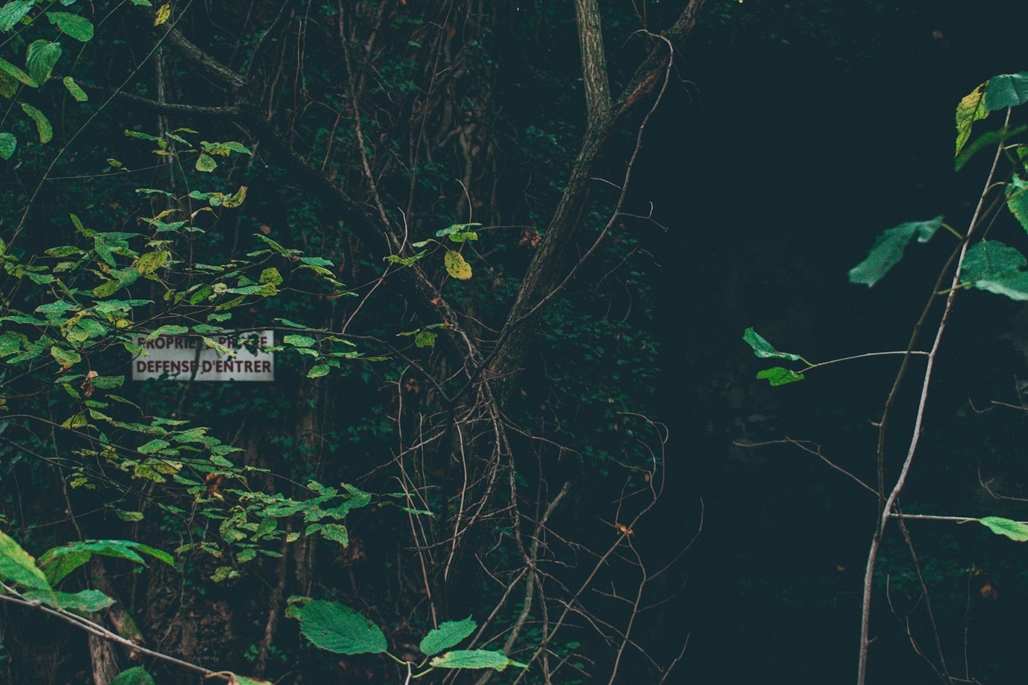 天下游最新版，探索旅游新境界